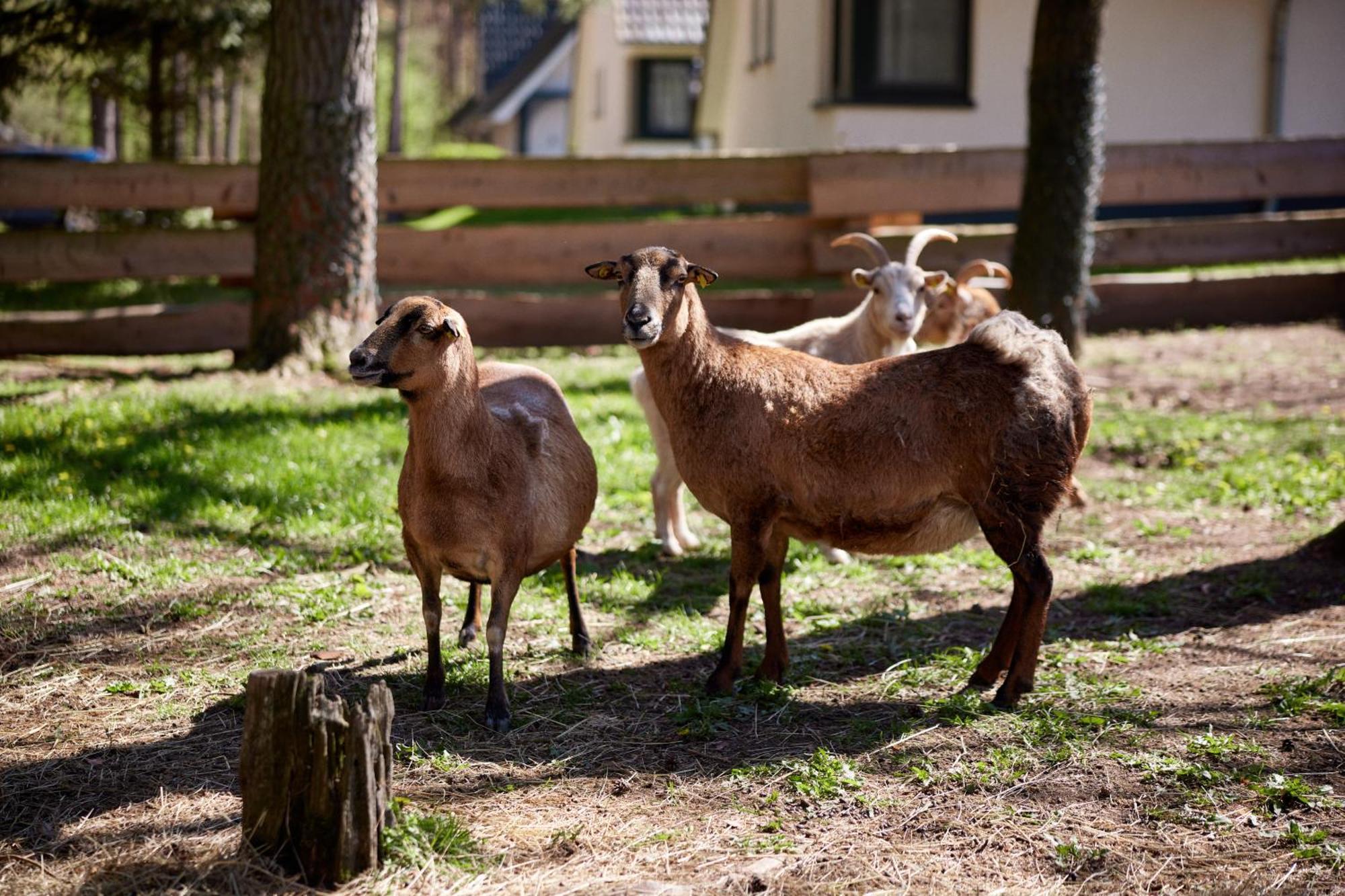 Van Der Valk Naturresort Drewitz Nossentiner Huette Exteriör bild
